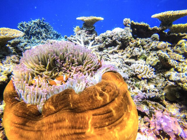 西表島 シュノーケリング