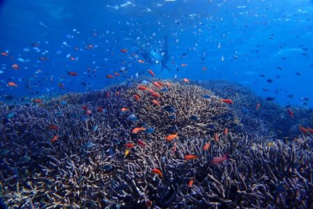 鳩間島、バラス島周辺海域シュノーケリング