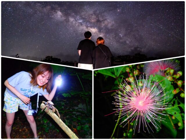 【西表島/午後】6月～8月限定◆夜の西表島を大満喫！「サガリバナ」×星空＆ナイトジャングルツアー(No.137)