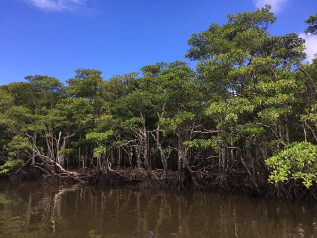仲間川マングローブクルーズ