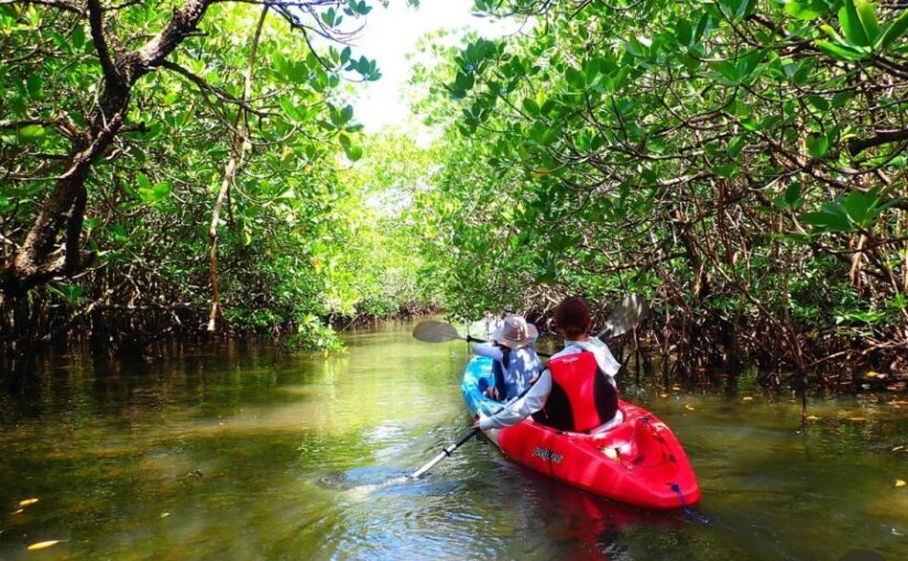 マングローブカヌー、カヤック