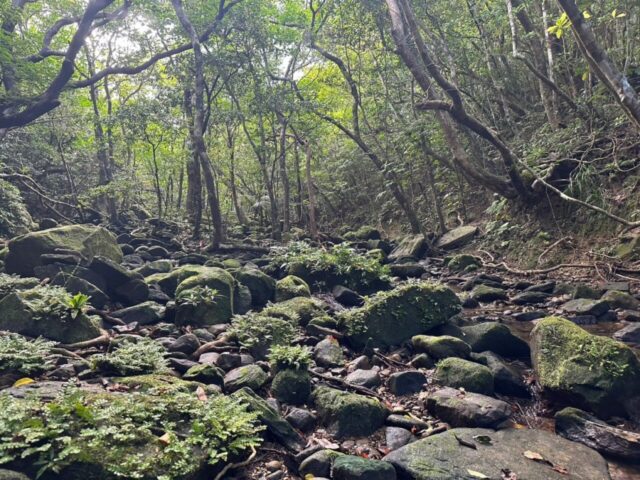 トレッキング 体力