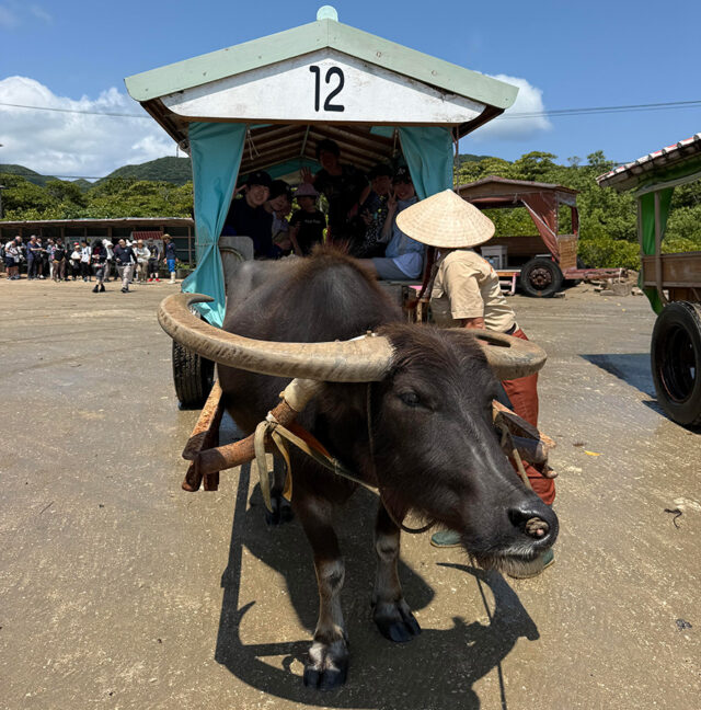 由布島、水牛車