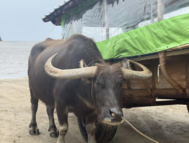 ピナイサーラの滝　由布島　水牛