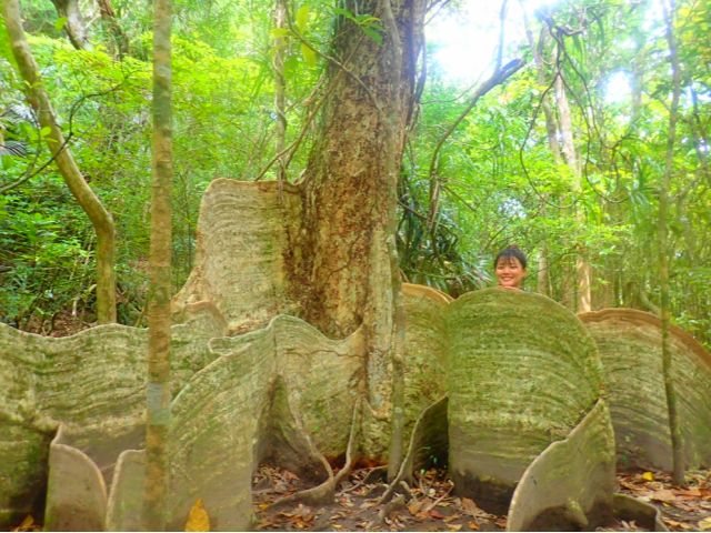 西表島の植物図鑑！サガリバナやガジュマルなど南国の魅力を発見しよう