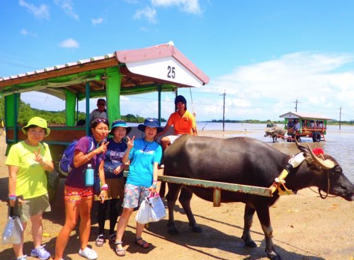 由布島観光　水牛