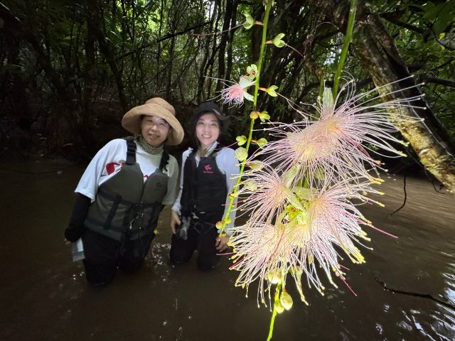 【西表島/約3.5時間/早朝】ベストスポットへご案内！幻想的なサガリバナを目指すカヌーツアー《写真プレゼント・送迎付き》（No.32）