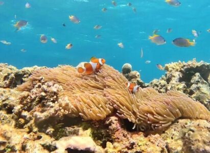 バラス島 シュノーケリング