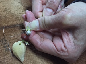 【西表島/約90分】6歳からOK・素材も選べる！島の実&貝殻でアクセサリー作り体験☆毎日つけたくなる一点物を手作りしよう。《親子・雨の日OK》（No.20）