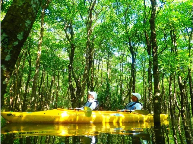 カヌー　マングローブ　マングローブカヌー