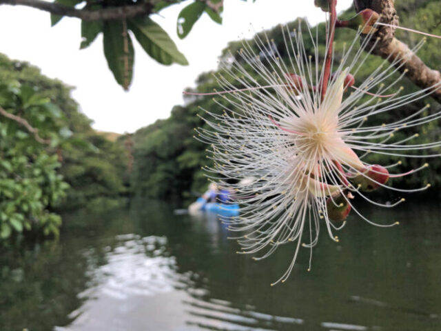 早朝カヌー サガリバナ