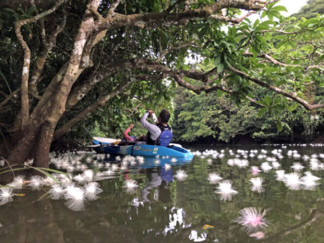 西表島　早朝カヌー　サガリバナ