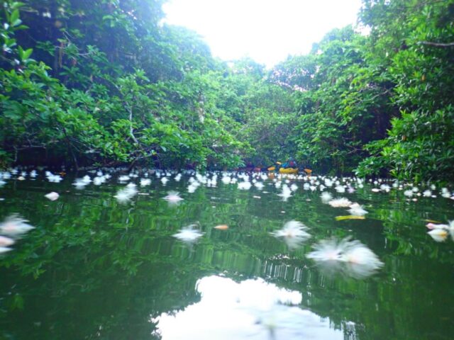 【西表島/早朝】6月～8月限定◆朝靄の朝を感じる早朝サガリバナ鑑賞ウォーク