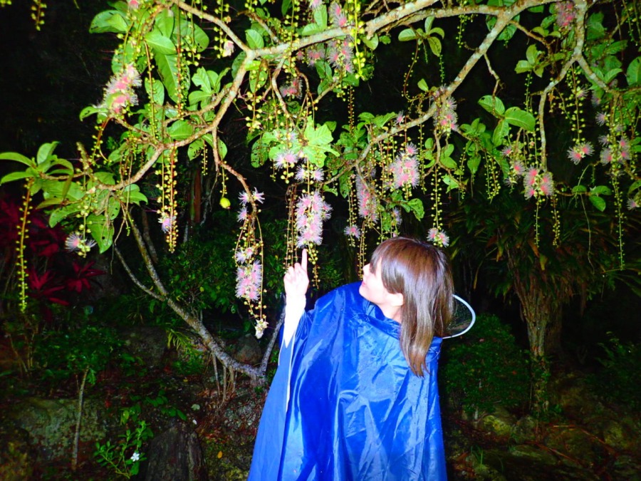 【西表島/夜】4月～8月限定◆当日予約OK！夜のジャングルと幻の花『サガリバナ』を楽しむナイトSUPツアー（No.32）