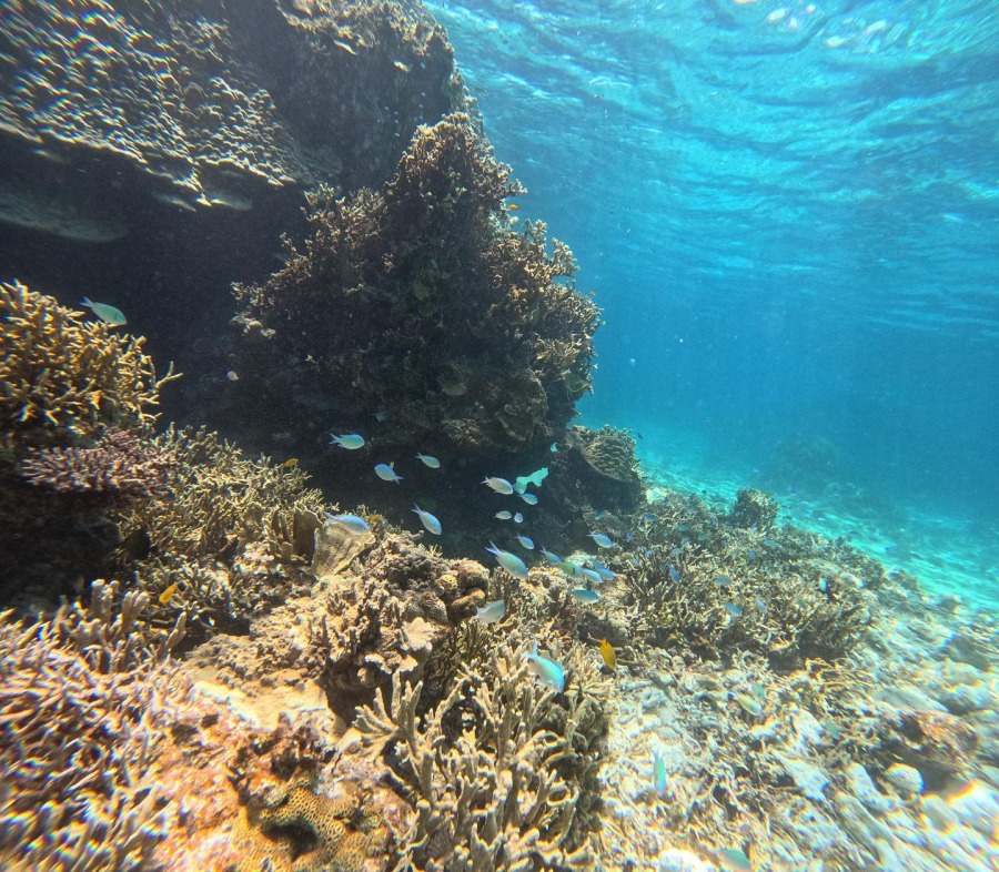 【西表島大原港発着/1日】パナリ島（新城島）出身のガイドがご案内☆人魚伝説残る『パナリ島』散策＆シュノーケリングツアー★昼食付き（No.111）