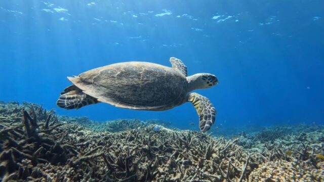 バラス島シュノーケリング、ウミガメ