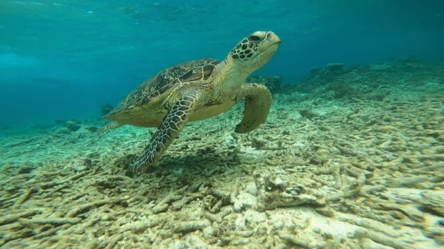 西表島でウミガメと一緒にシュノーケリング！