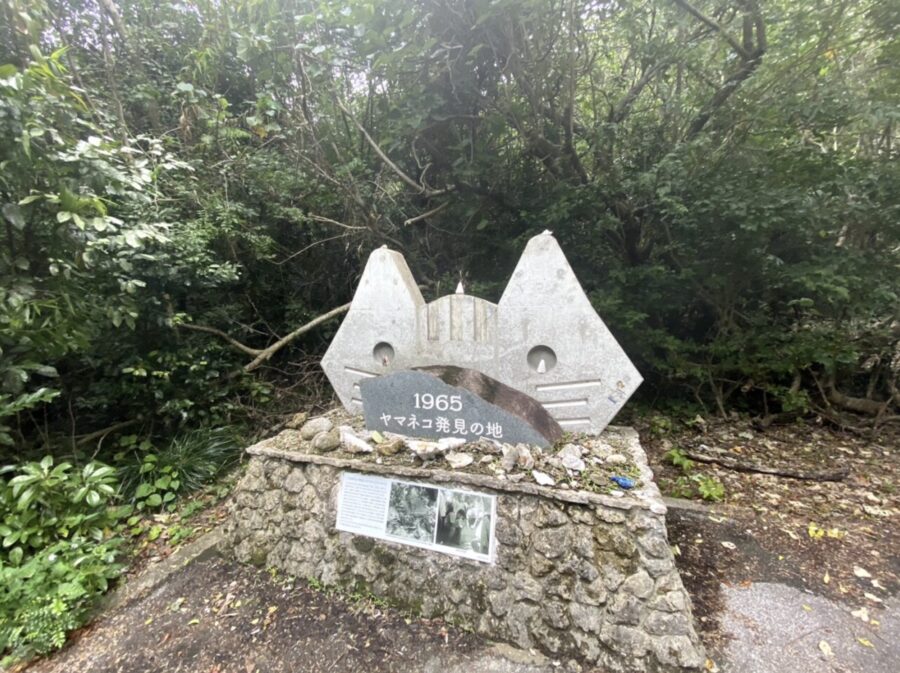 ★冬の特別SALE【西表島/約3時間】地元ガイドと巡る☆世界自然遺産西表島の観光スポットフォトツアー！西表島初めての方や女子旅にもおすすめ《送迎＆写真データ無料》（No.150）