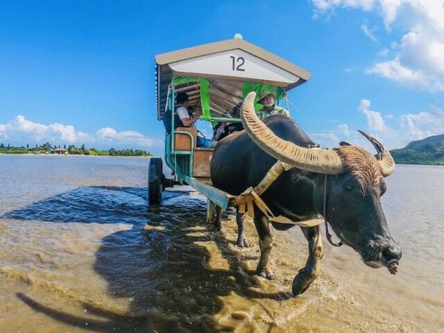 【西表島/1日】隠れた秘境『水落の滝』マングローブカヌー/SUP＆水牛車で渡る『由布島』観光ツアー★写真無料