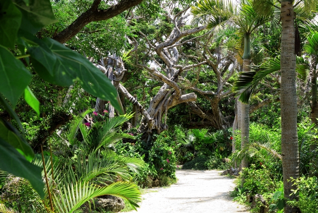 由布島由布島『亜熱帯植物園』の見どころ完全ガイド♪水牛に揺られながら楽しむ花と緑の楽園