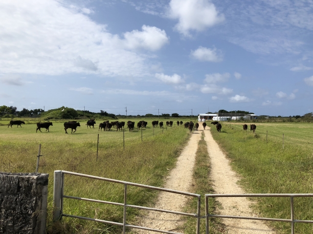 黒島フェリー運行情報まとめ｜時刻表・料金・所要時間・乗船方法をわかりやすく解説！