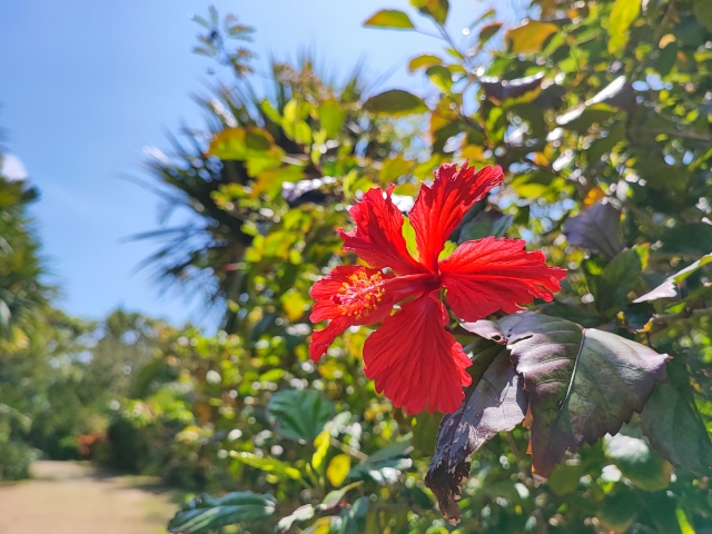 由布島『亜熱帯植物園』の見どころ完全ガイド♪水牛に揺られながら楽しむ花と緑の楽園