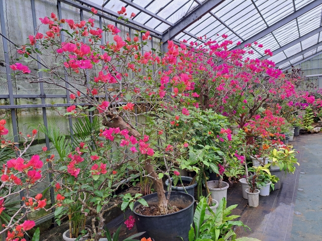 由布島『亜熱帯植物園』の見どころ完全ガイド♪水牛に揺られながら楽しむ花と緑の楽園