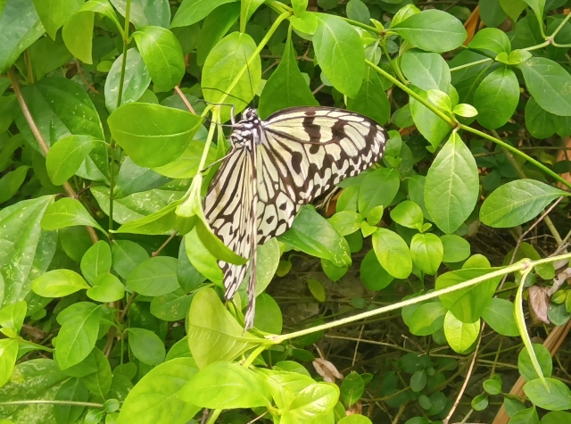 由布島『亜熱帯植物園』の見どころ完全ガイド♪水牛に揺られながら楽しむ花と緑の楽園