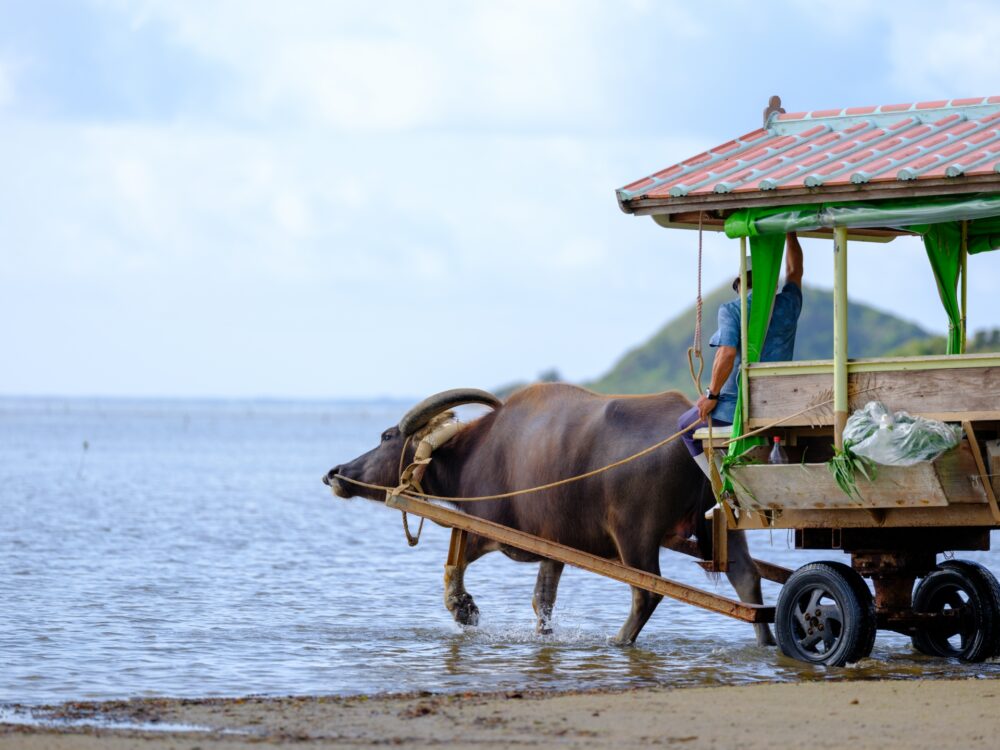 水牛車