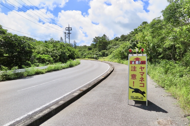 イリオモテヤマネコ 道路