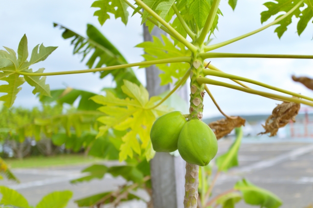 西表島の絶品フルーツガイド ！旬の果物や農園情報をチェック