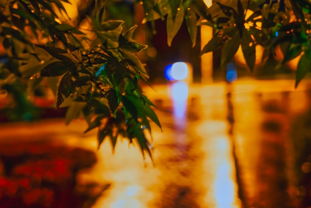 雨 道路 ナイトツアー