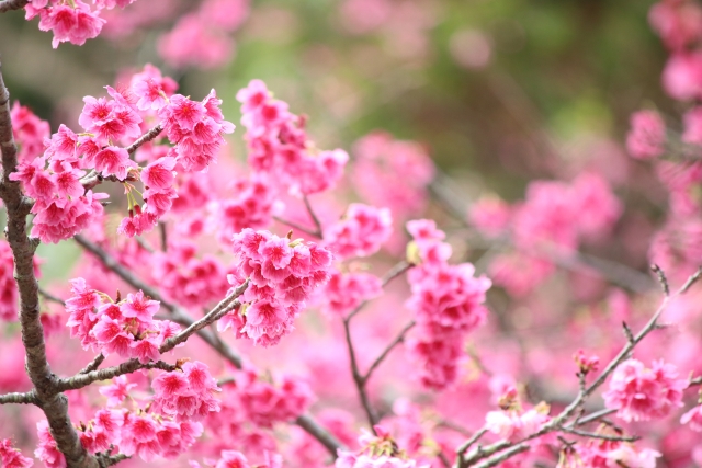 西表島で咲くカンヒザクラの花