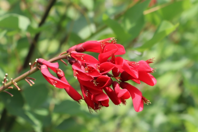 西表島の花デイゴが咲く姿