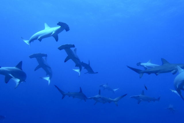 ハンマーヘッドシャーク