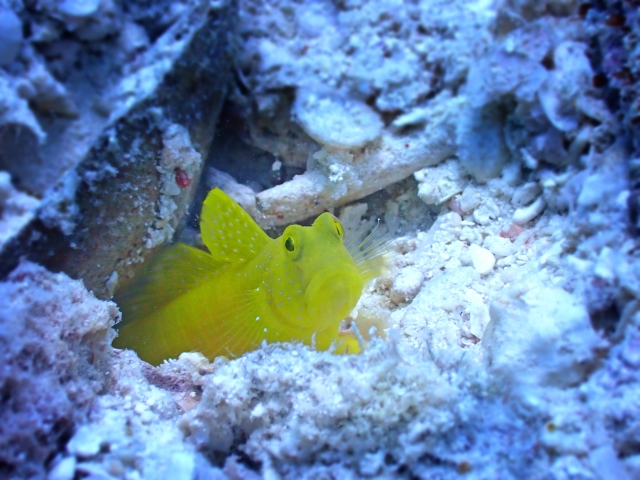 ジョーフィッシュ