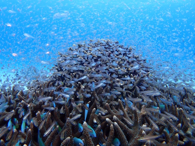 スカシテンジクダイ