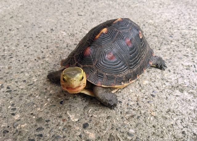 セマルハコガメ