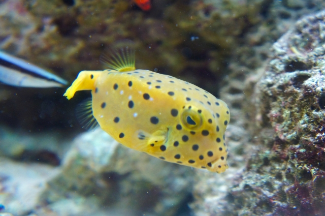 ミナミハコフグ