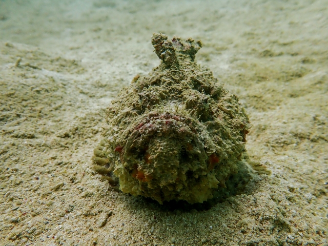 オニダルマオコゼ