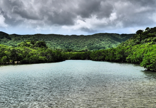 西表島　川　曇り空