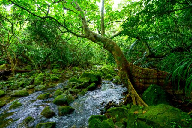 ジャングル　森林　西表島