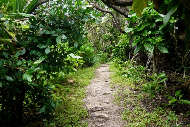 ジャングル　けもの道