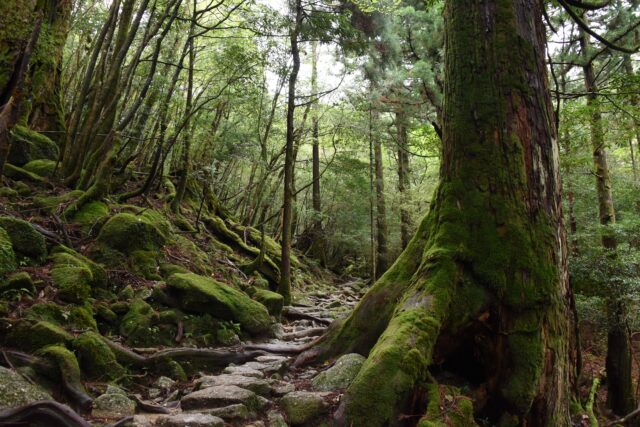 白谷雲水峡　屋久島