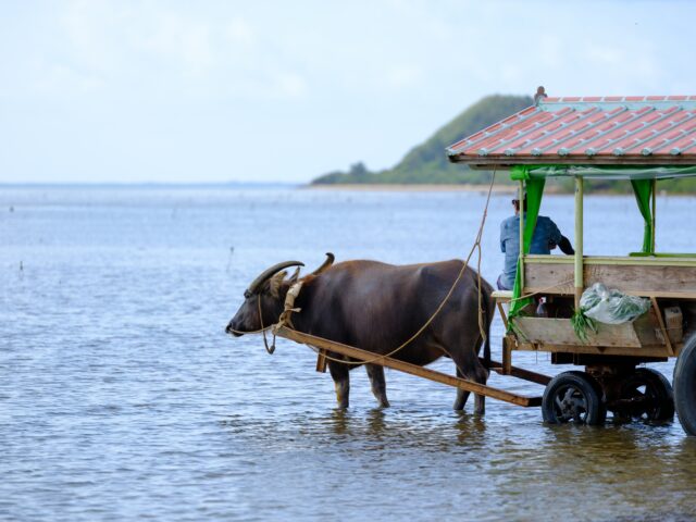水牛　由布島　水牛車