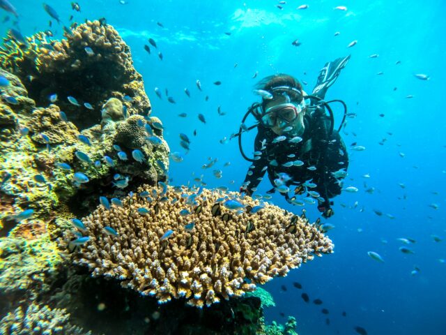 シュノーケリング アクティビティ シュノーケル