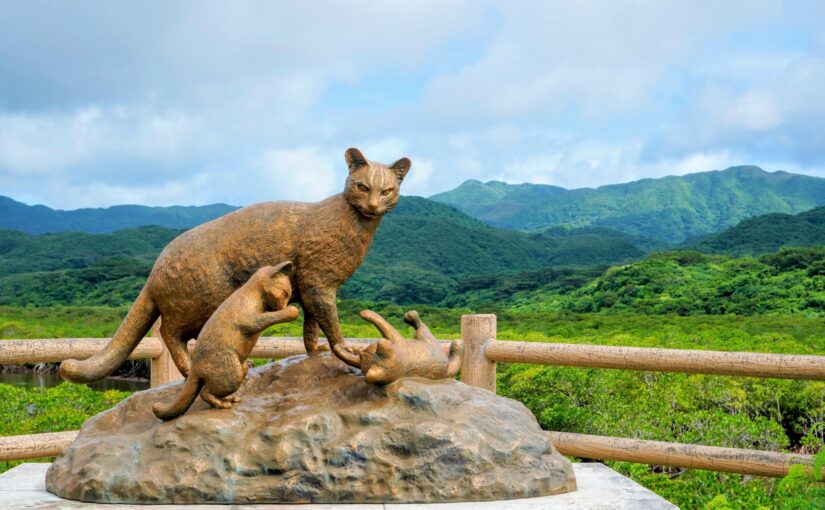 西表島 野生生物保護センター　イリオモテヤマネコ