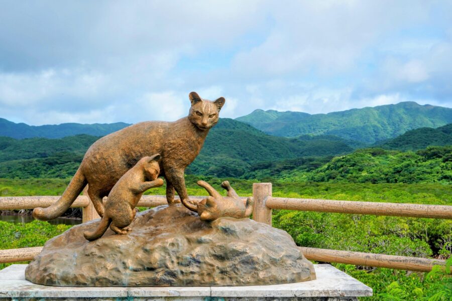 西表島 野生生物保護センター　イリオモテヤマネコ