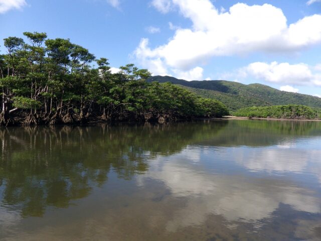 西表島　マングローブ　自然