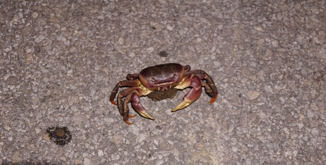 ノコギリガザミ